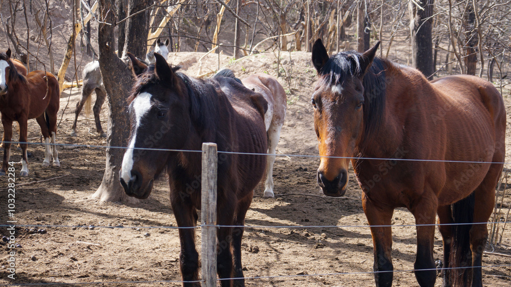 Close view of two horses in a farm surrounded by trees Close view of two horses in a farm surrounded by trees