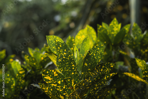 Gold Dust Croton: Codiaeum variegatum 'Gold Dust' in Sunlight photo