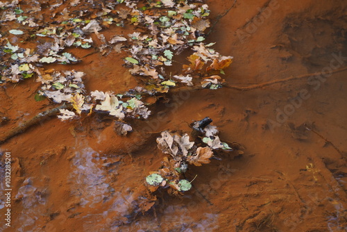 Wallpaper Mural Pływające liści w wodzie z rudym dnem Torontodigital.ca