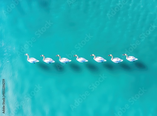 A stunning aerial view of a group of swans gliding gracefully over calm turquoise water, showcasing their beauty and elegance in a tranquil setting. photo