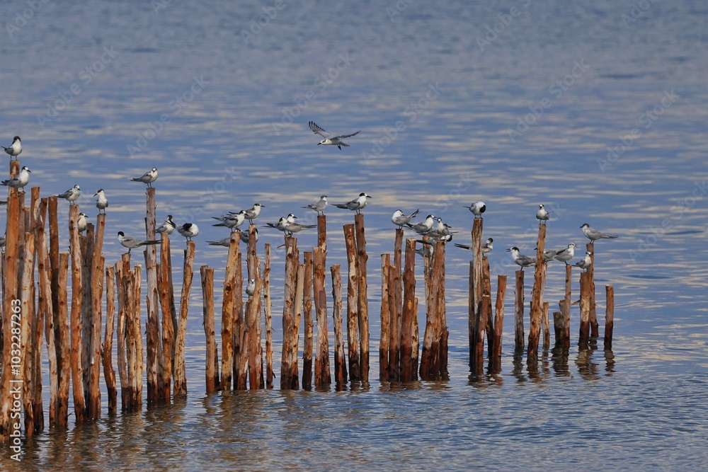 Common Tern (Sterna Hirundo) arranged on wooden poles along the seashore.
Thailand Common Tern (Sterna Hirundo) arranged on wooden poles along the seashore.
Thailand