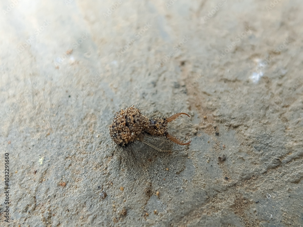 A close-up shot of an insect, possibly an antlion larva, covered in fine dirt as it crawls across a sandy surface, and the texture of its body blends with the background. A close-up shot of an insect, possibly an antlion larva, covered in fine dirt as it crawls across a sandy surface, and the texture of its body blends with the background.