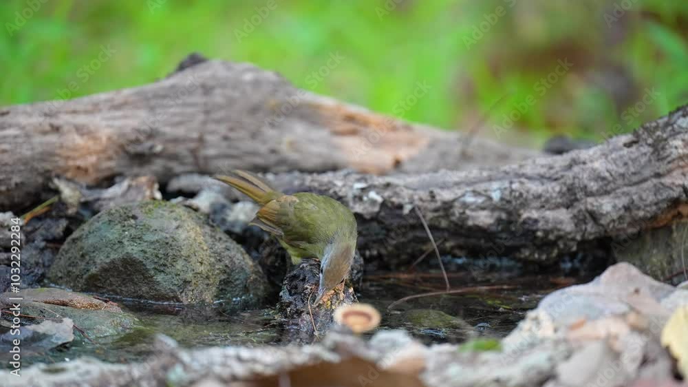 Puff-throated Bulbul in pond birdwatching in the forest. Puff-throated Bulbul in pond birdwatching in the forest.