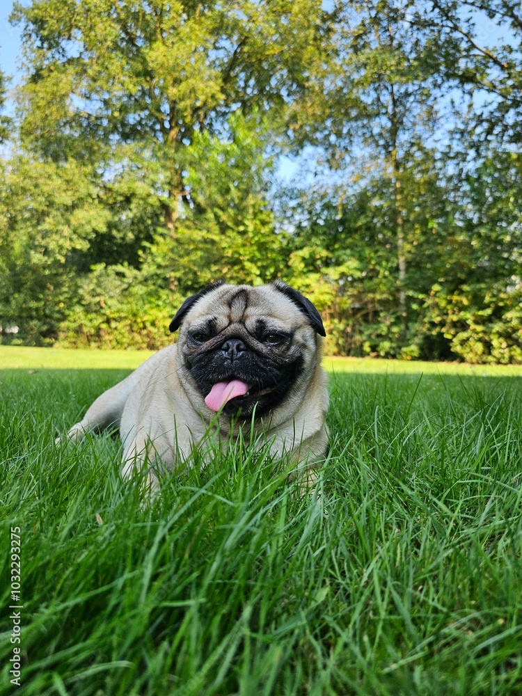 Mops pug dog