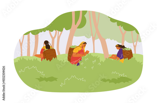 Illustration of women in traditional clothes picking tea leaves on a plantation.
