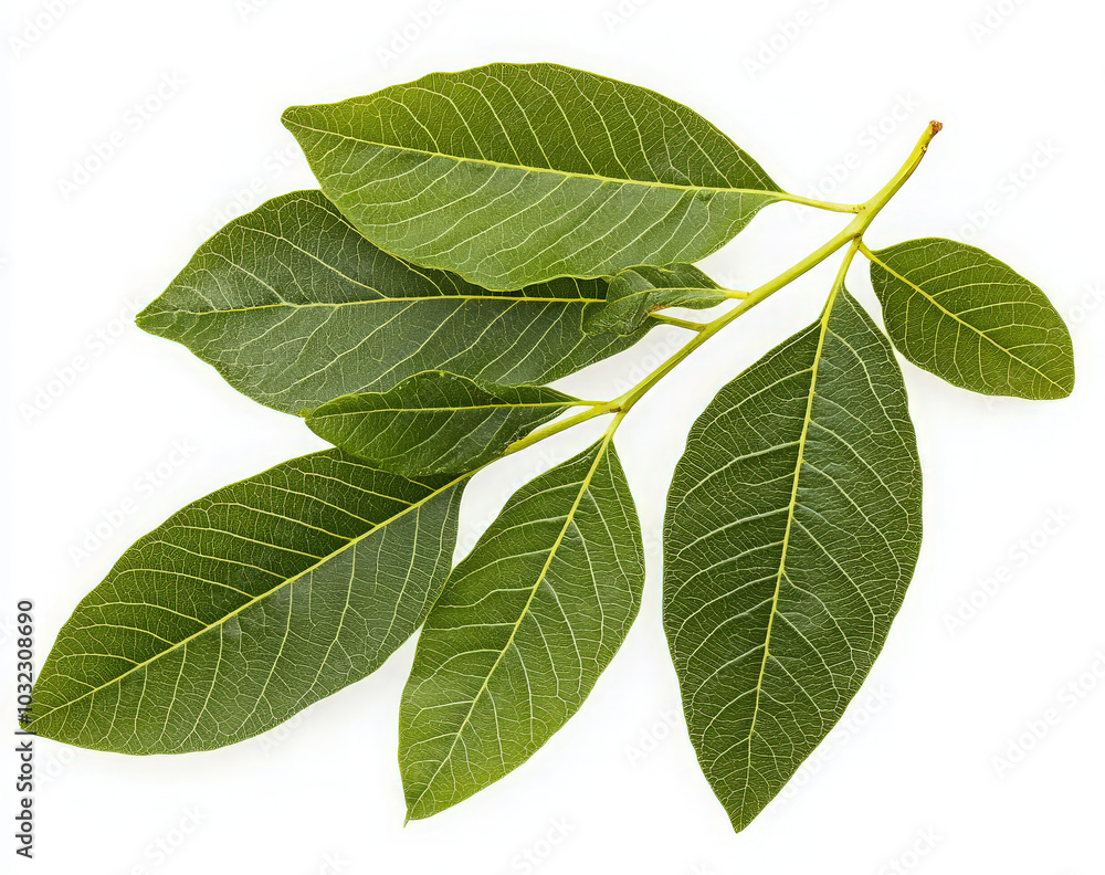 A branch with five green leaves, isolated on a white background. A branch with five green leaves, isolated on a white background.