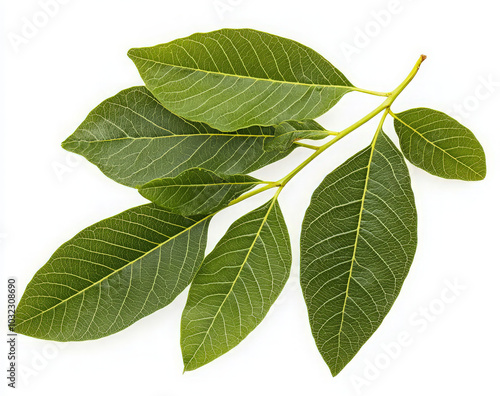 A branch with five green leaves, isolated on a white background.