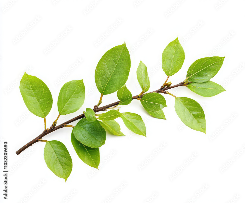 A branch with fresh green leaves isolated on a white background. A branch with fresh green leaves isolated on a white background.