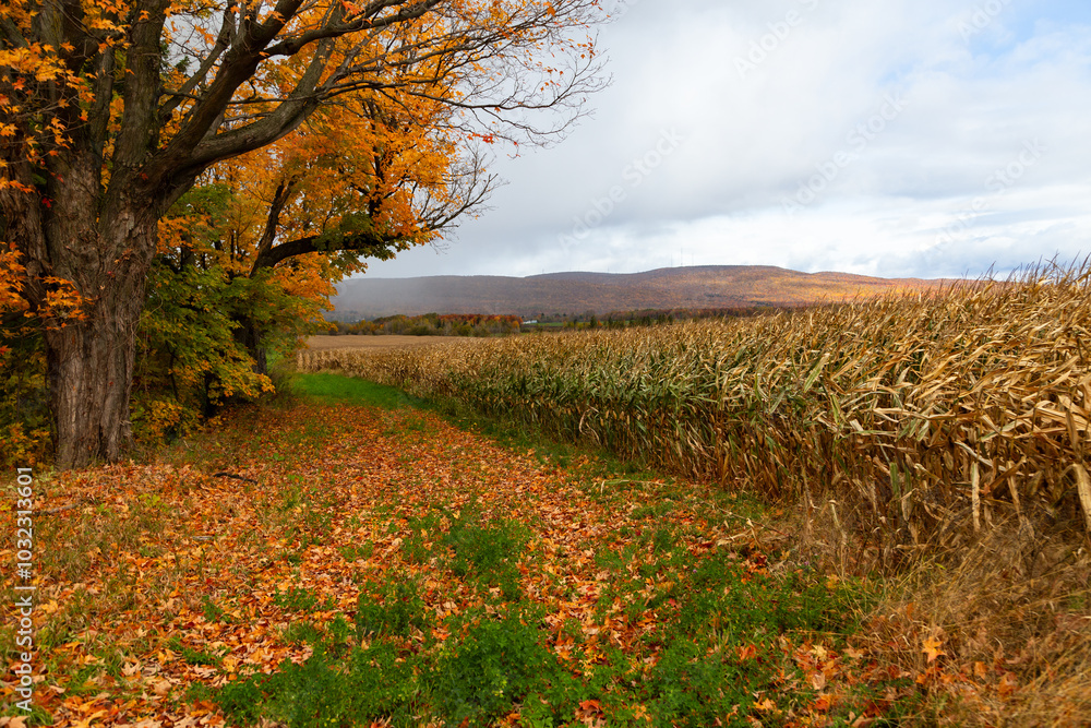 Obraz premium Colourful landscape with wheat ready to be harvested seen during a cloudy fall morning, with the Laurentian mountains in the background, Quebec City, Quebec, Canada