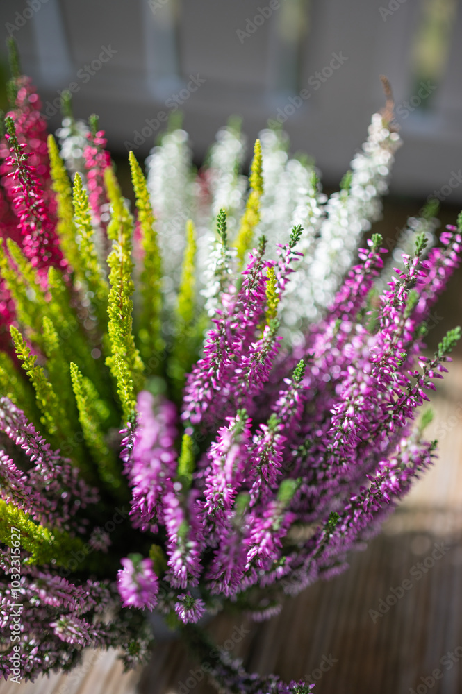 Obraz premium The witch-broom heather (Calluna vulgaris) developed over the years from a wasteland plant to the colourful garden plant