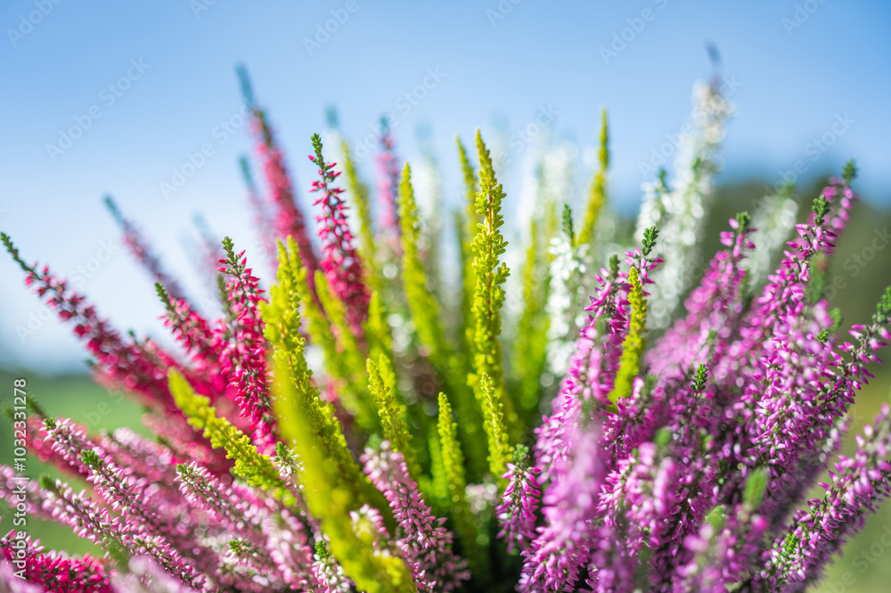 Obraz premium Colored heather in the pot