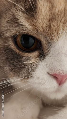 Close-Up of a Cat’s Face on Left Side, looking forward with one eye in vibrant yellow and black color, Showing Detailed Fur Texture, and Pink Nose in a Calm and Intimate Setting