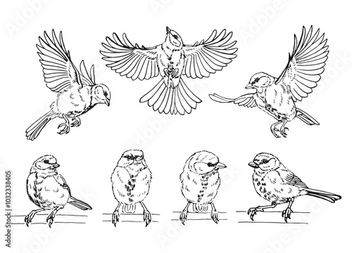 Set of titmouse. Flying bird. Hand drawn vector illustration.