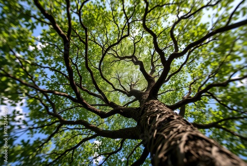 Tree Vortex A swirling vortex made from the leaves of a tree photo