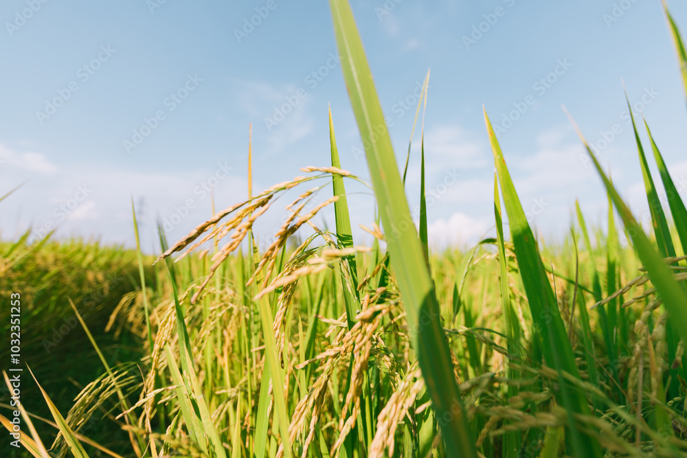 Obraz premium Rice field in Thailand.