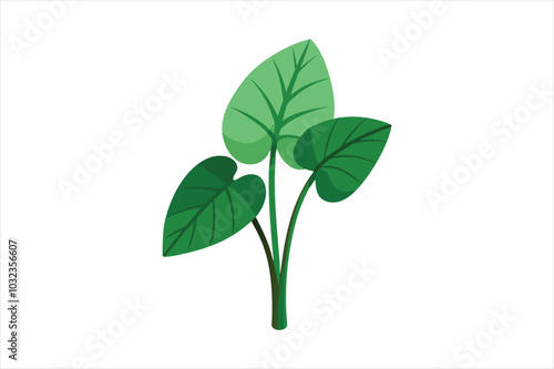  Taro plant vector artwork illustration.