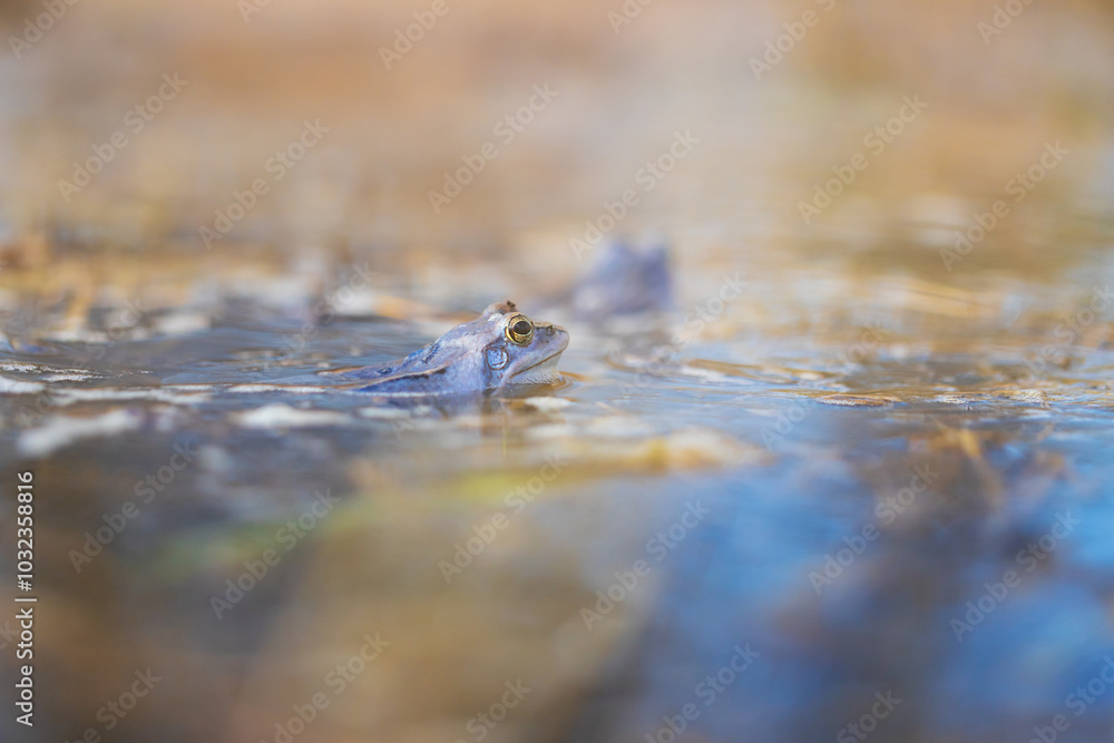 Blue frog on the surface of a swamp. The blue-tailed frog- rana arvalis at the time of mating sits on the surface of the pond. Its image is reflected in the water. The background has a beautiful bokeh Blue frog on the surface of a swamp. The blue-tailed frog- rana arvalis at the time of mating sits on the surface of the pond. Its image is reflected in the water. The background has a beautiful bokeh