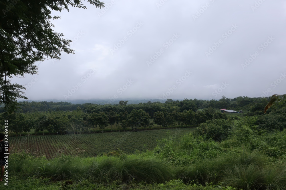 Mist covered landscape with lush greenery and rolling hills under a cloudy sky Mist covered landscape with lush greenery and rolling hills under a cloudy sky