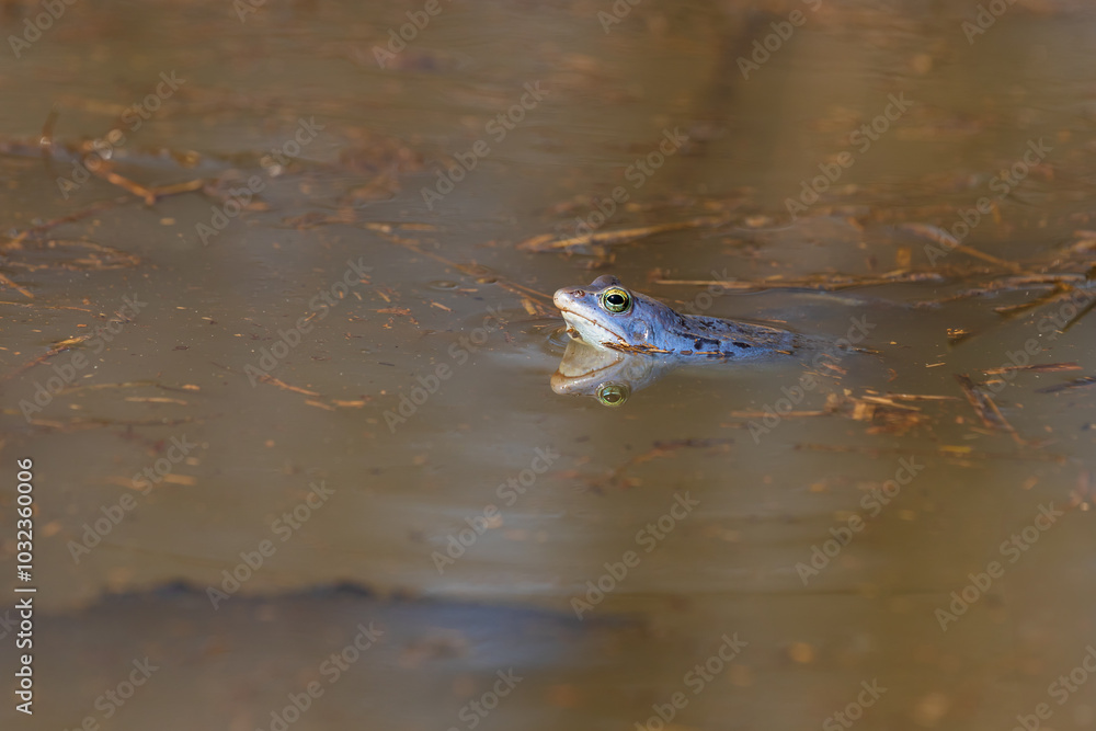 Blue frog on the surface of a swamp. The blue-tailed frog- rana arvalis at the time of mating sits on the surface of the pond. Its image is reflected in the water. The background has a beautiful bokeh Blue frog on the surface of a swamp. The blue-tailed frog- rana arvalis at the time of mating sits on the surface of the pond. Its image is reflected in the water. The background has a beautiful bokeh