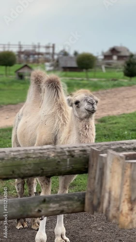 Animals in eco zoo,Wildlife,Ecosafari,feeding animals in the wild photo