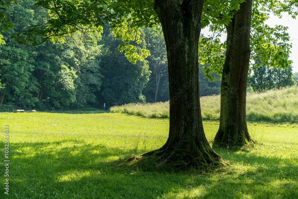 Tranquil park scene with two large trees casting shadows on a sunny day Tranquil park scene with two large trees casting shadows on a sunny day