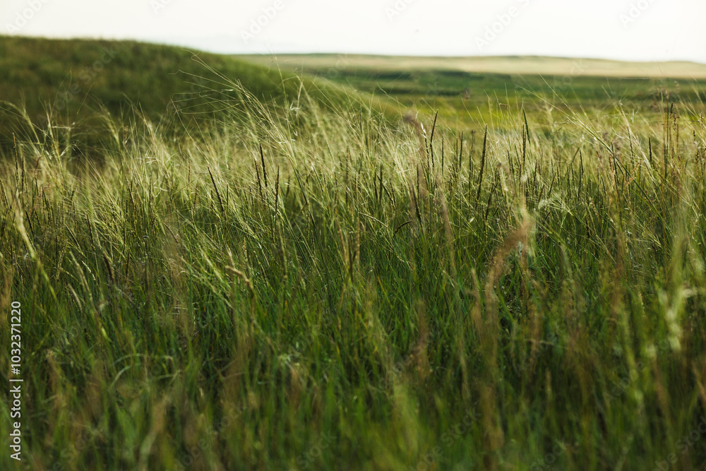 green wheat field in summer