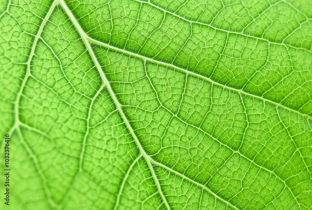 _ . Leaf Veins The intricate network of veins on a leaf, forming _ . Leaf Veins The intricate network of veins on a leaf, forming