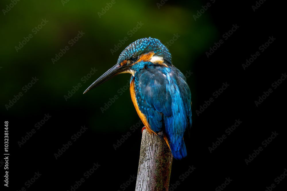 Fototapeta premium 杭にとまるカワセミ