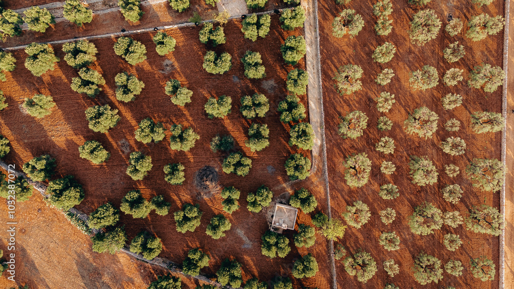 Aeral view of olive trees fields in Puglia Aeral view of olive trees fields in Puglia