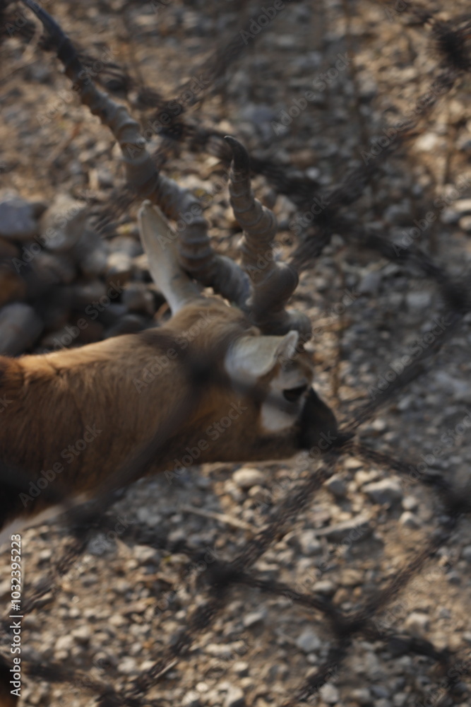 close up of a deer in a zoo close up of a deer in a zoo