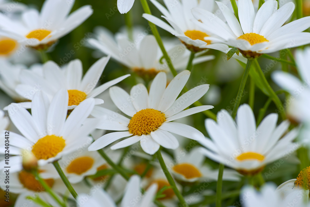 Daisy, flowers and nature with plants, environment and leaves with growth, sustainability and spring. Empty, ecology and floral with marguerite, gardening and natural with agriculture and outdoor
