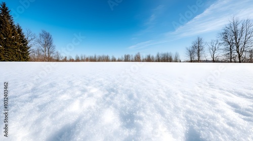 Wallpaper Mural Vast snow covered field with tall majestic pine trees in the distance set against a clear azure winter sky  A peaceful tranquil natural scene of serene beauty and solitude Torontodigital.ca