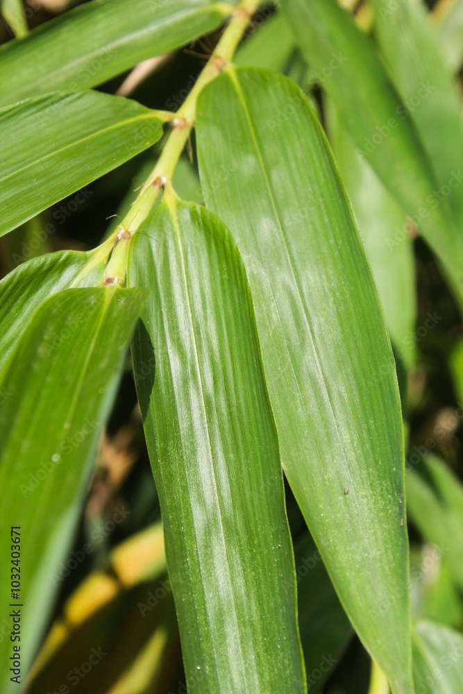 Obraz premium green and yellow leaves