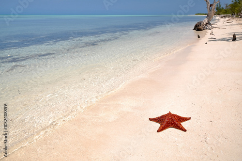 starfish on the beach