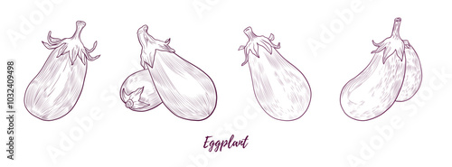 Set of vector eggplants line art illustration, graphic line art. Set of eggplants. Aubergine brinjal guinea squash. Elegant line botanical illustration. Great for any designs, textile, art, walls, pac