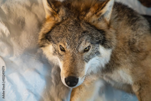 Close-up wolf portrait