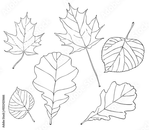 Autumn leaves graphic illustration. Hand drawn oak, maple and linden leaves. Coloring page