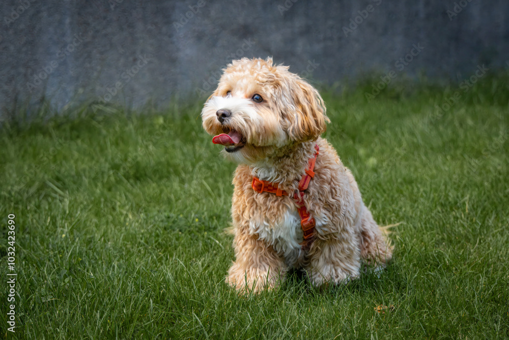 A male dog Maltipoo breed sits on green grass toward the camera lens. A male dog Maltipoo breed sits on green grass toward the camera lens.