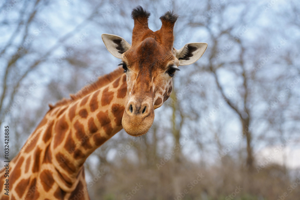 Obraz premium Close-up of the head of a Kordofan Giraffe