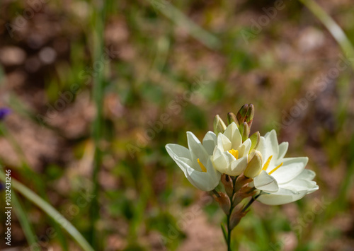 White flowering Ixia sp. seen in natural habitat near Piketberg in the Western Cape of South Africa, view from side photo