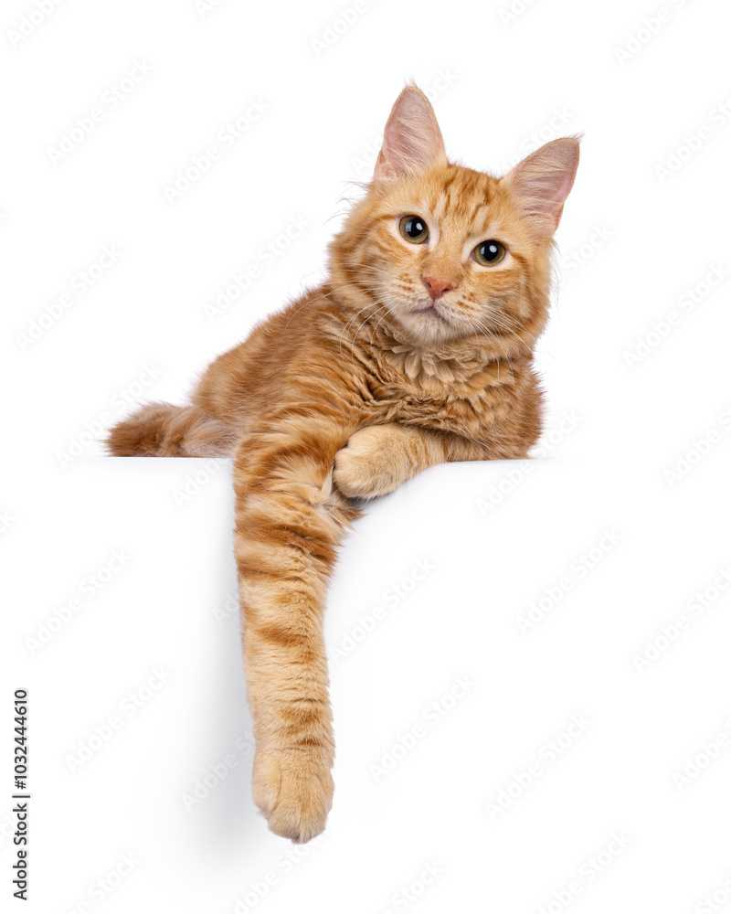 Fototapeta premium Young Aphrodite's Giant Longhair aka Cyrpus or Cypriot cat, laying down facing front with paw hanging from edge. Looking straight to camera. Isolated on a white background.