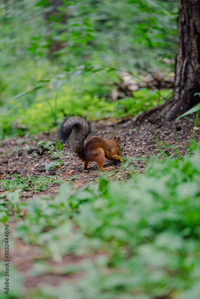 Squirrel forages on the forest floor, surrounded by lush green plants and trees, capturing a moment in nature habitat. Squirrel forages on the forest floor, surrounded by lush green plants and trees, capturing a moment in nature habitat.