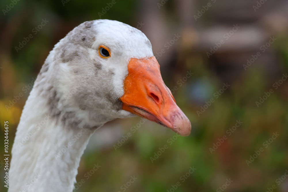 Close up head White goose in garden Close up head White goose in garden
