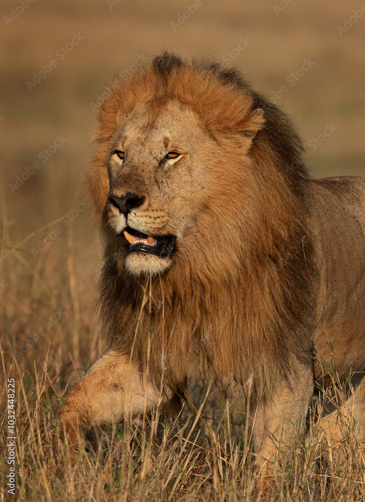Closeup of a Lion at Masai Mara, Kenya Closeup of a Lion at Masai Mara, Kenya