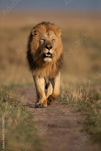 A royal walk of a Lion during morning hours in Savanah, Masai Mara, Kenya