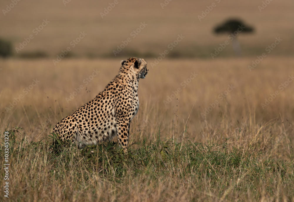 Cheetah on a mound observing the surrounding at Masai Mara, Kenya