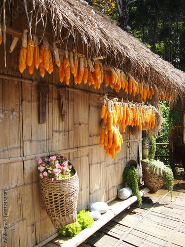 Rustic Corn Drying Scene - Traditional Agricultural Practices photo