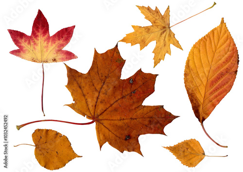 Collection of colorful autumn leaves isolated  on a transparent background 