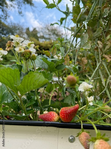 strawberries in the garden