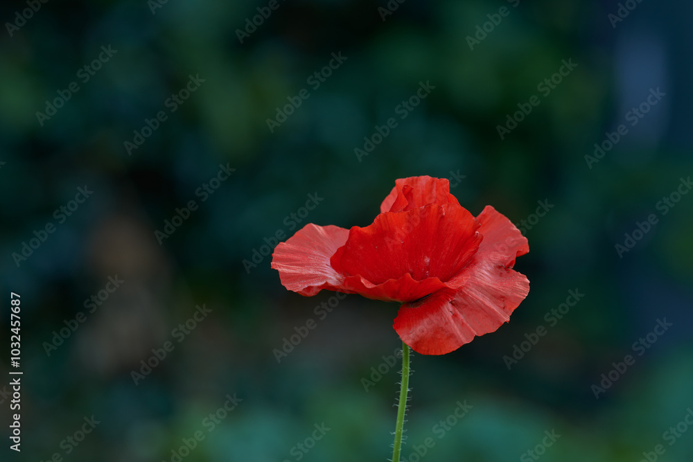 Poppy, flower and autumn plant in nature garden with red, petals or blossom for morning growth. Environment, floral bush and botany, bloom and landscape in field for ecology or countryside ecosystem Poppy, flower and autumn plant in nature garden with red, petals or blossom for morning growth. Environment, floral bush and botany, bloom and landscape in field for ecology or countryside ecosystem